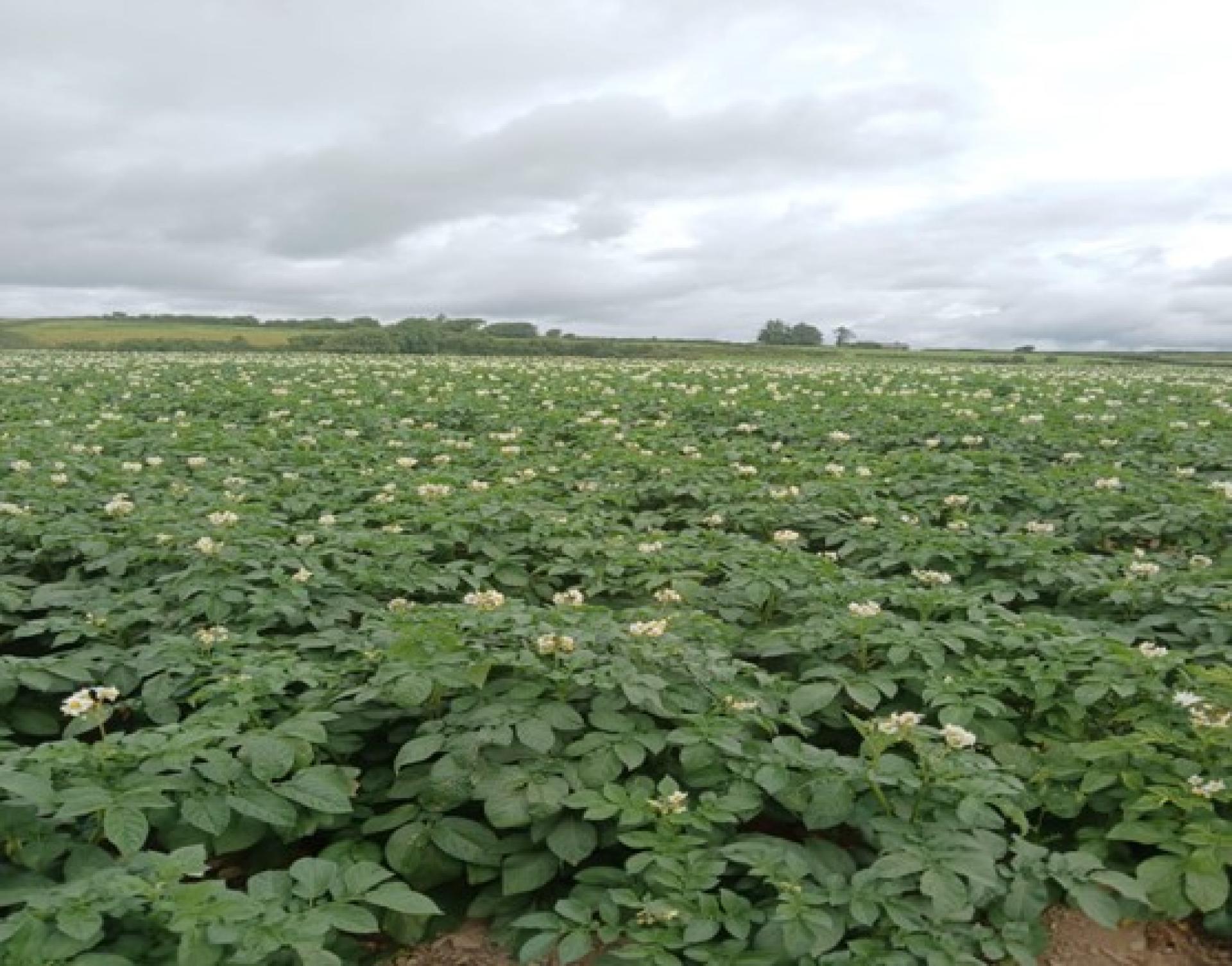 Potatoes growing in a field