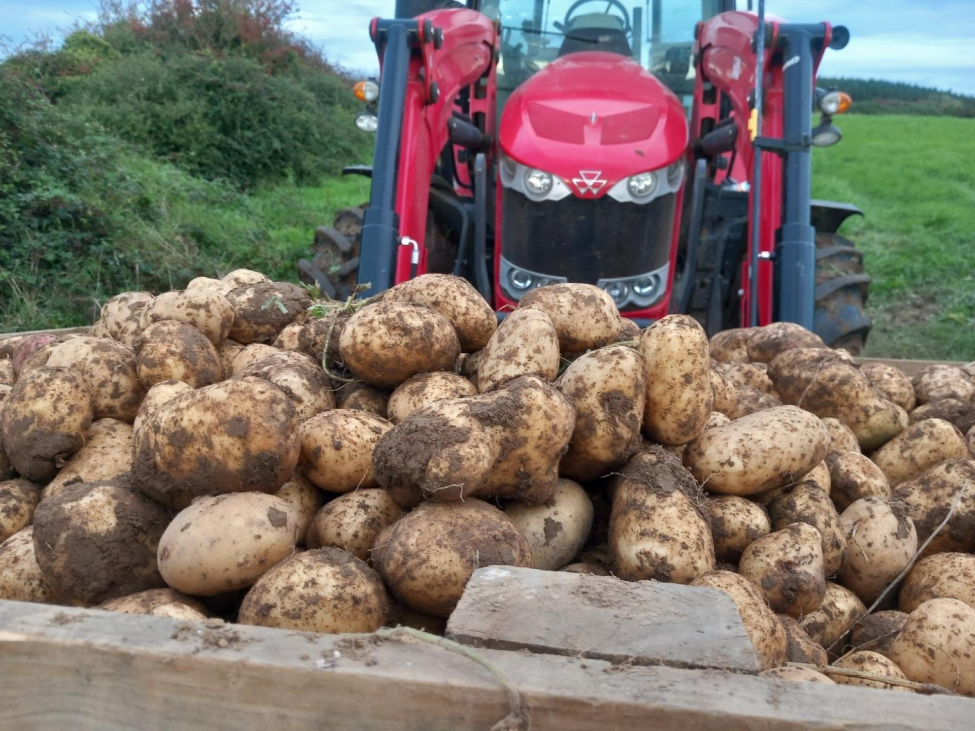 Potatoes on tractor