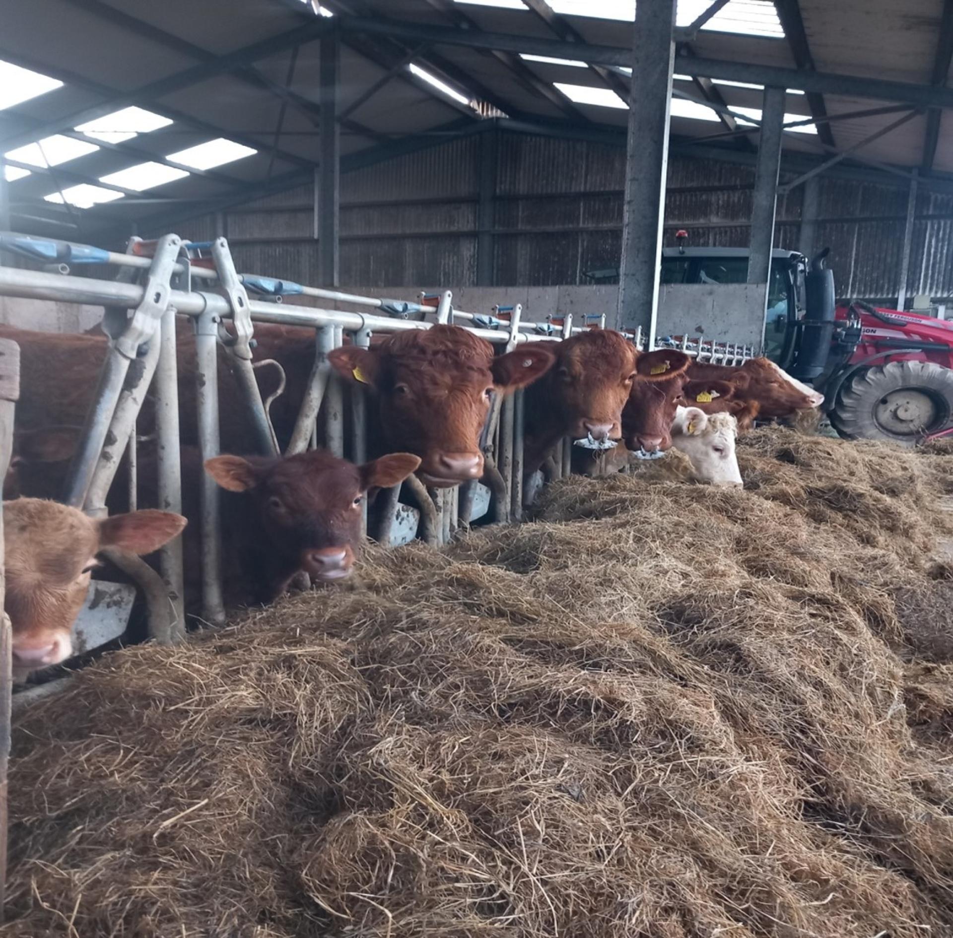 Cows in shed eating hay