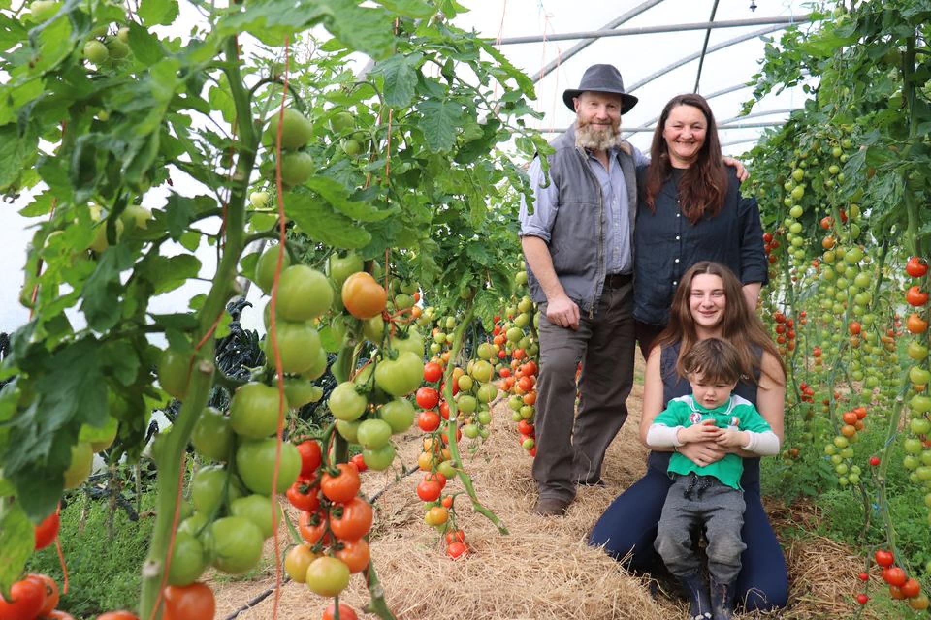 Farmer in tomatoe polytunnel