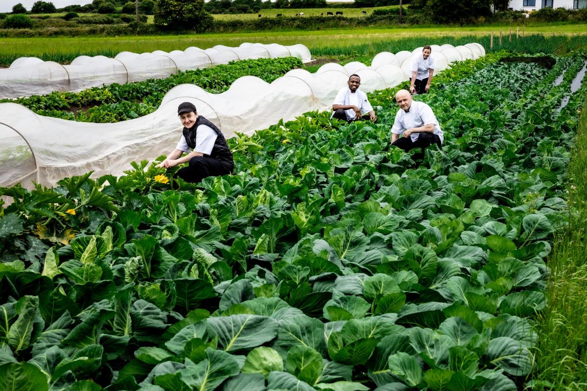 farmers kneel in cabbage field