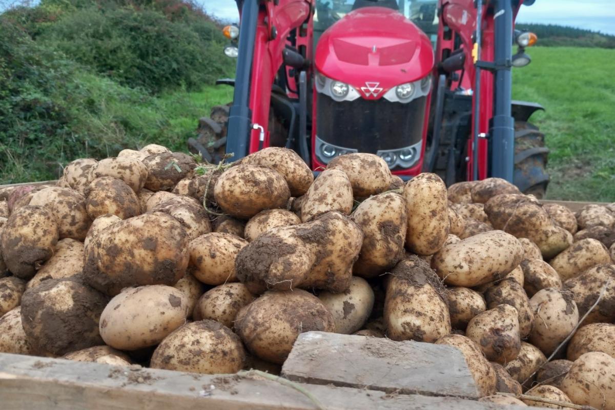 Potatoes on tractor