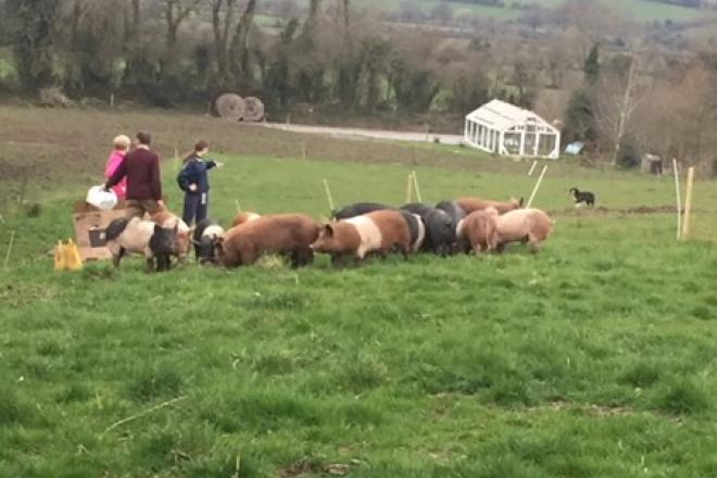 Pigs in field