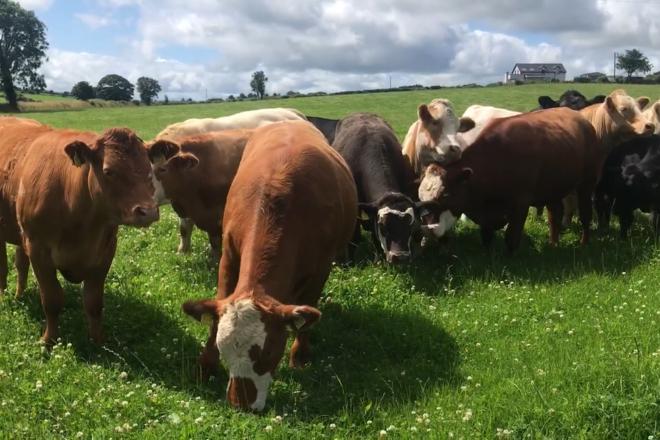 cows in field