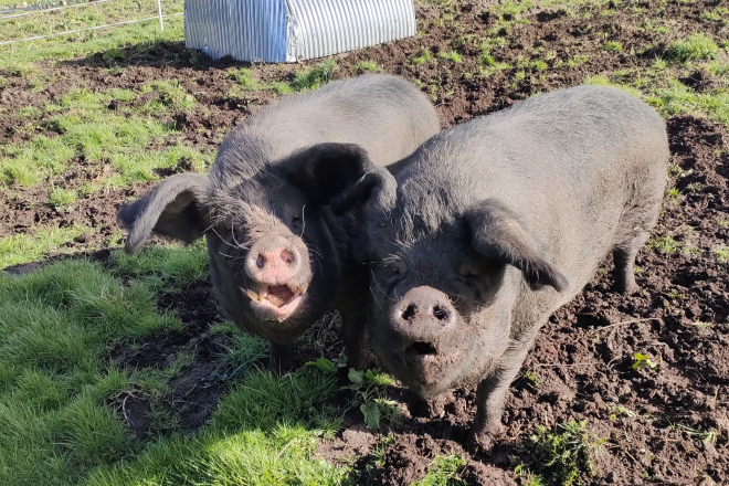 Two Pigs in mud